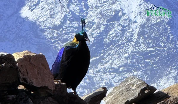 Colorful Himalayan danfe bird in Sagarmatha National Park near Mount Everest