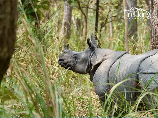 wildlife-safari
