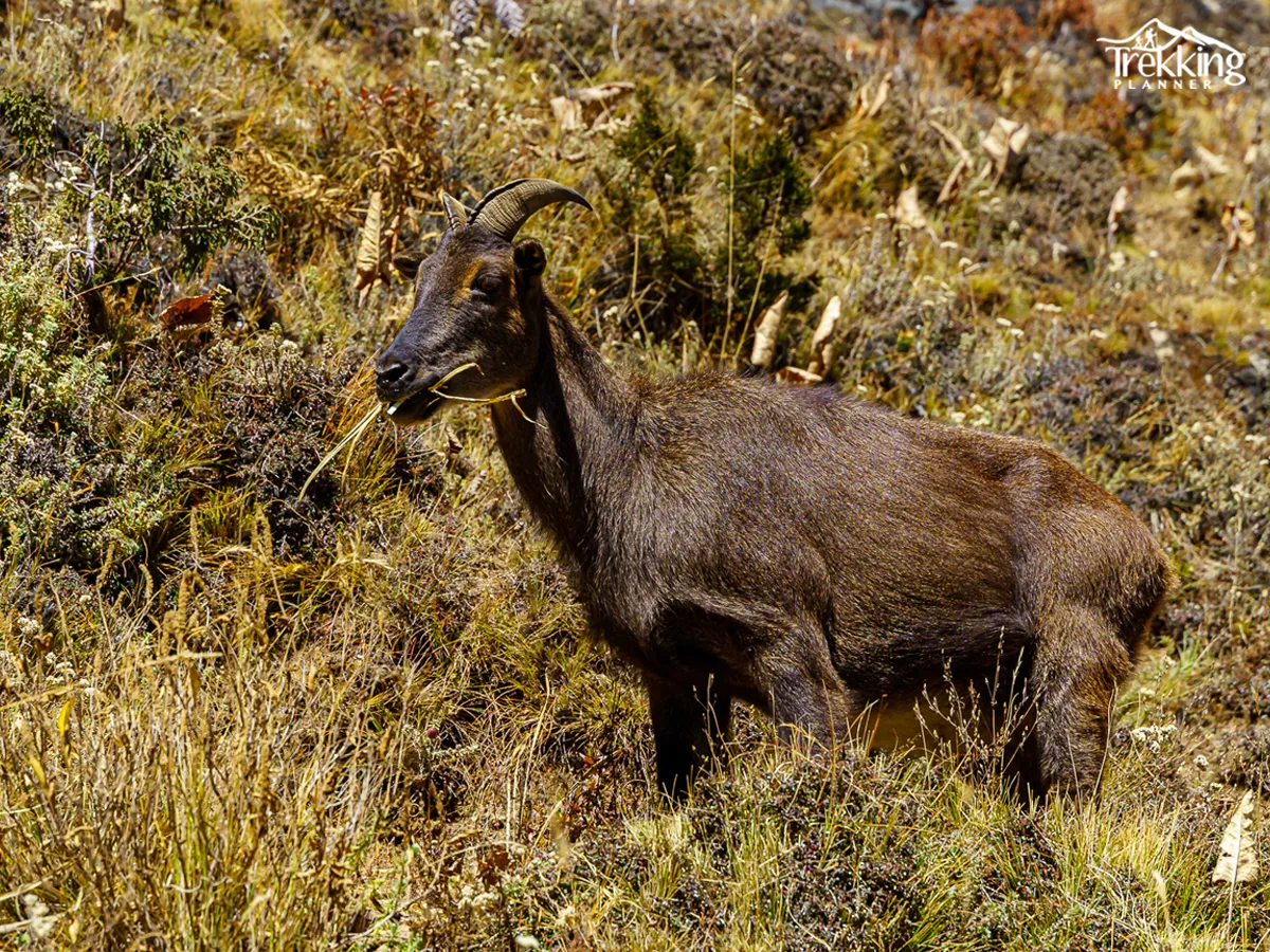 Mountain goat Seen on the Annapurna trekking trail towards Tilicho Lake and Thorong-La Pass