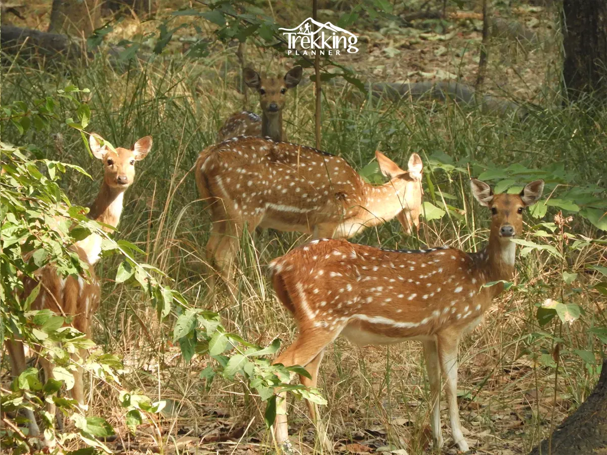 Bardiya National park