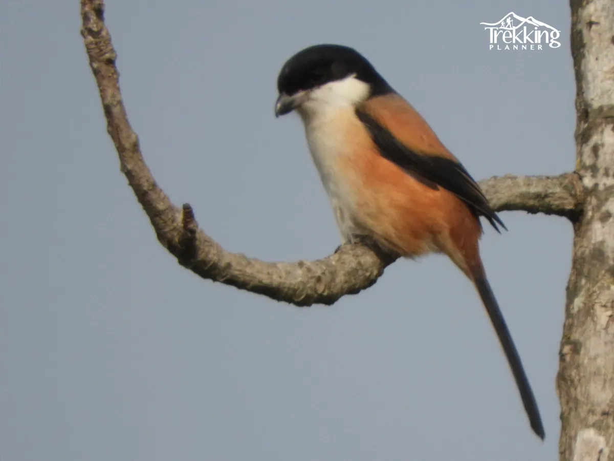 Bird and forest trail in Bardiya National Park jungle