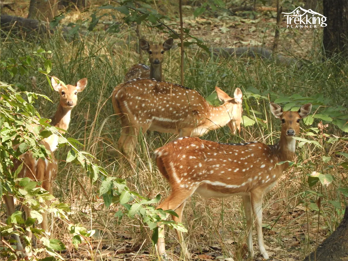 Visitors enjoying an elephant safari through the forests of Bardiya National Park.