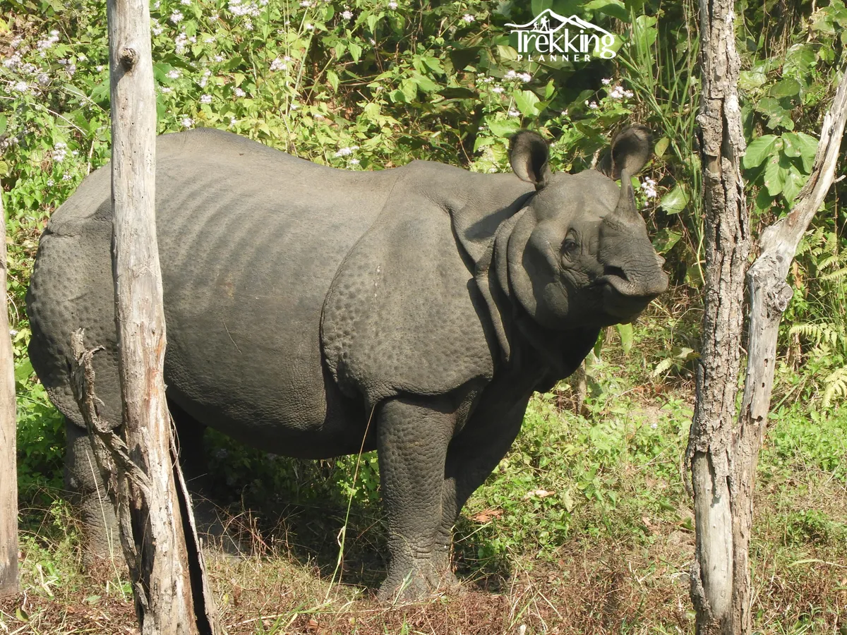 Wildlife viewing tour in Bardiya National Park with diverse flora and fauna