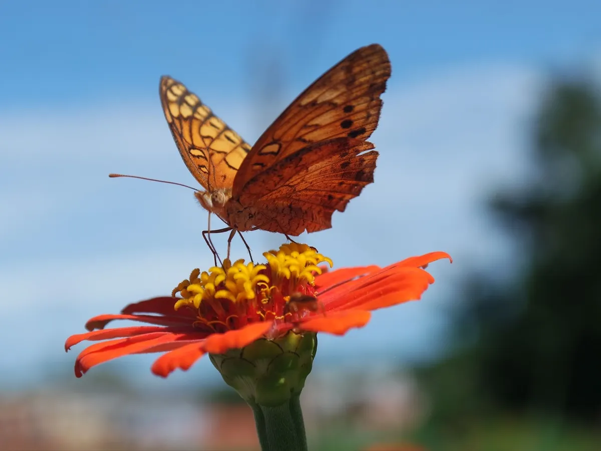 Orange butterfly sitting on a red flower during butterfly watching in Nepal.