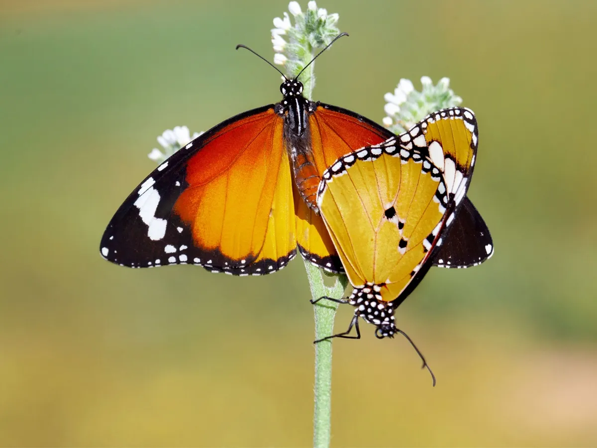Pair of colorful butterflies on a flowering plant during butterfly watching in Nepal.