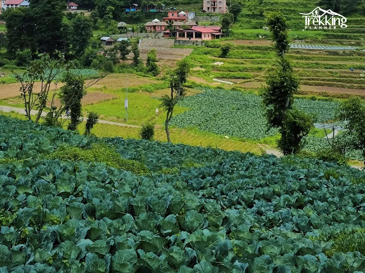 Traditional houses and green landscapes in Chitlang Village along the hiking trail