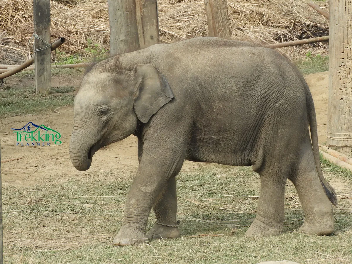 Jeep safari exploring the grasslands and wildlife of Chitwan National Park in Nepal