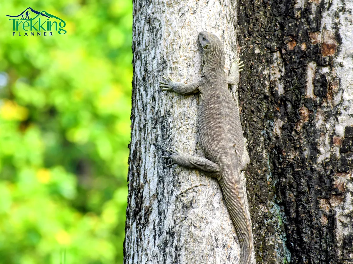 lizard spotted during a jungle safari in Chitwan National Park Nepal