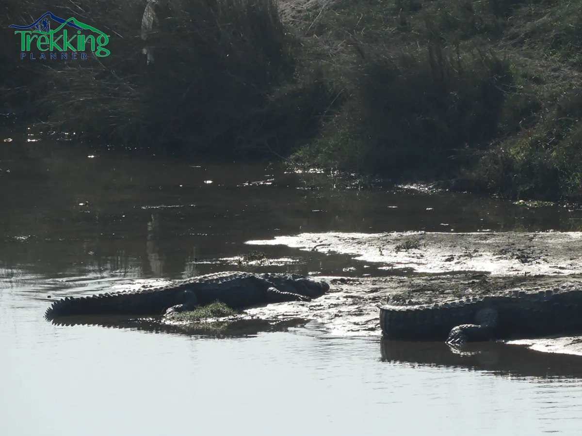 Chitwan National park