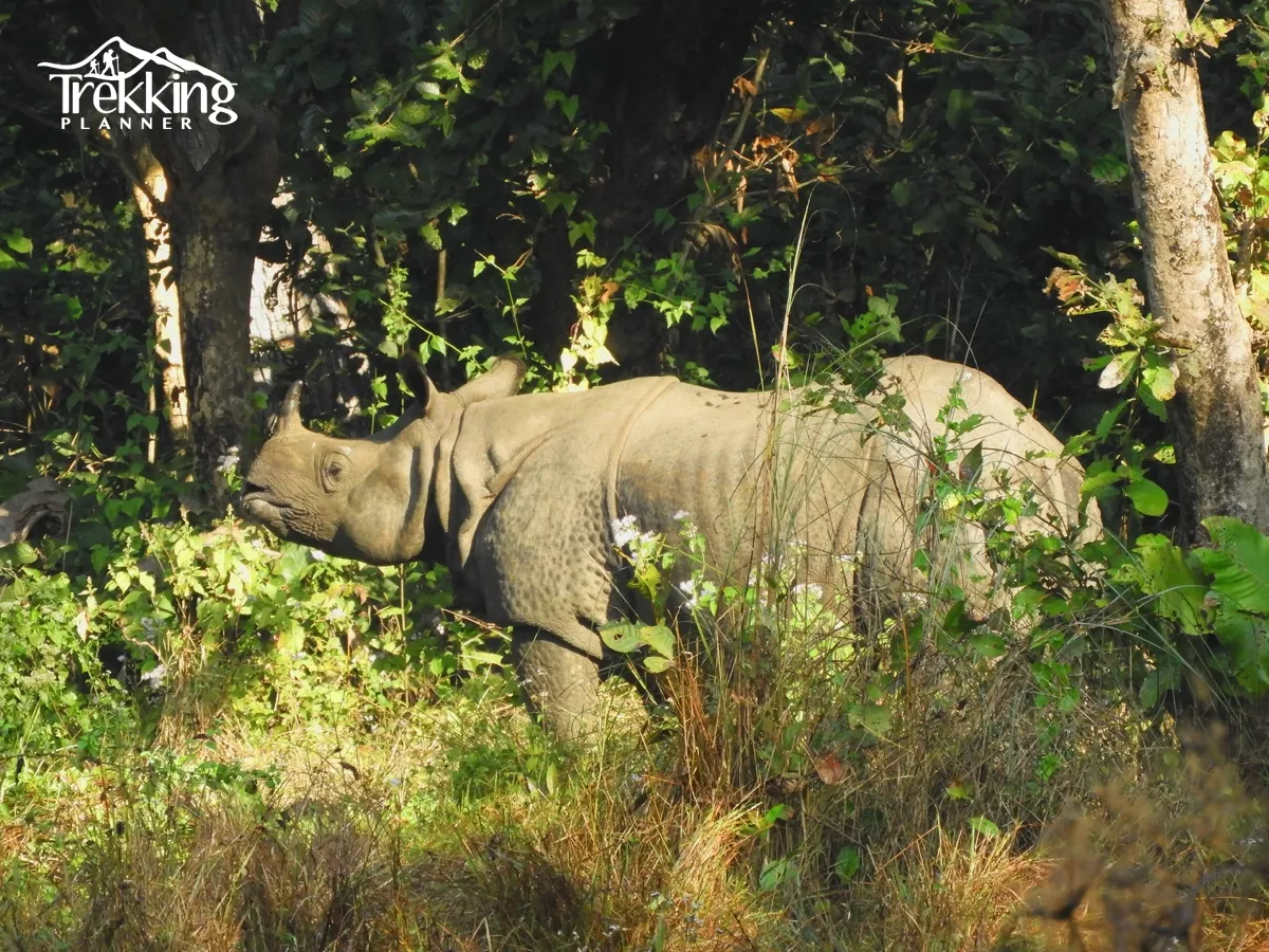 Circuit Tours in Nepal with Jungle Safari