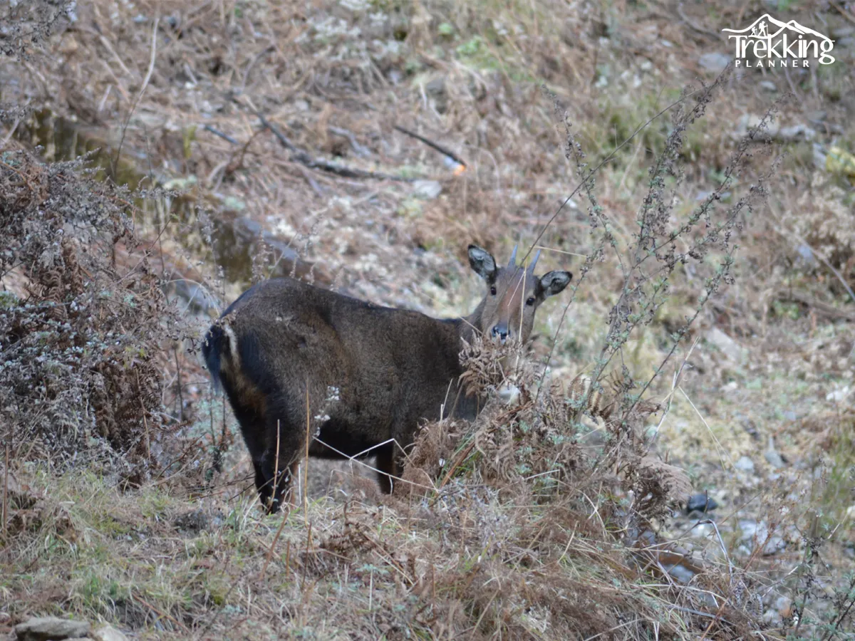 Himalayan serow spotted along the Druk Path Trek in Bhutan