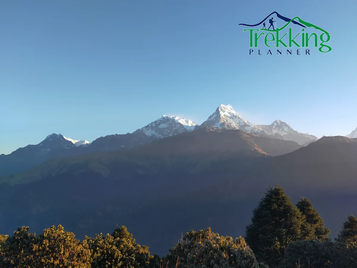 Forest trail in Annapurna region designed for slow and easy trekking surrounded by rhododendron trees