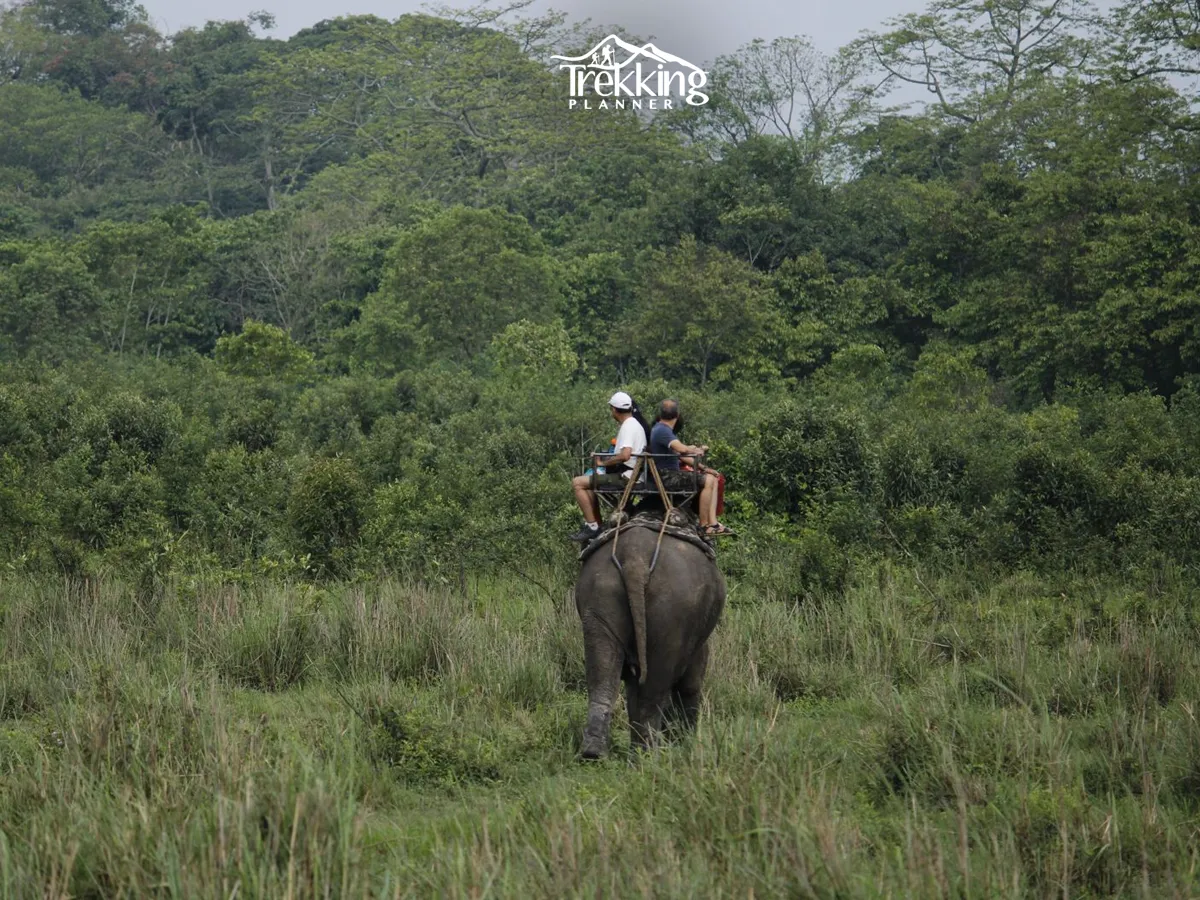 Elephant jungle Safari at Bardiya National park