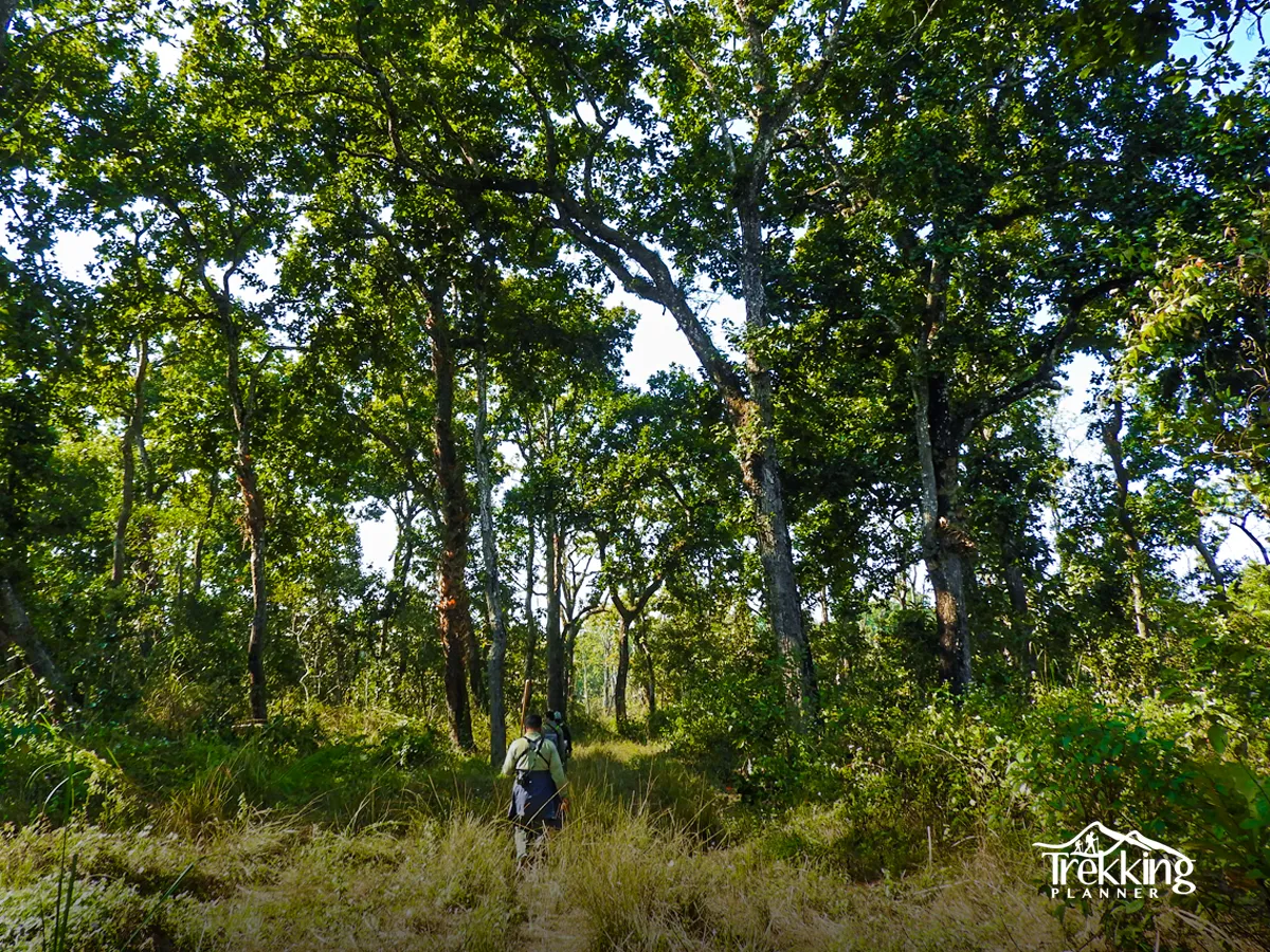 Elephant safari ride exploring deep Chitwan jungle wildlife during jungle safari package in Nepal