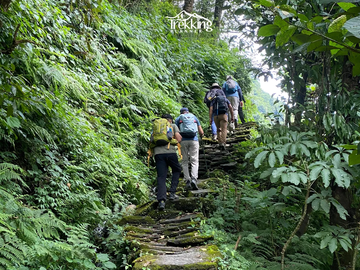 Trekkers hiking through a lush forest on the Ghorepani Poon Hill Trek in the Annapurna region of Nepal