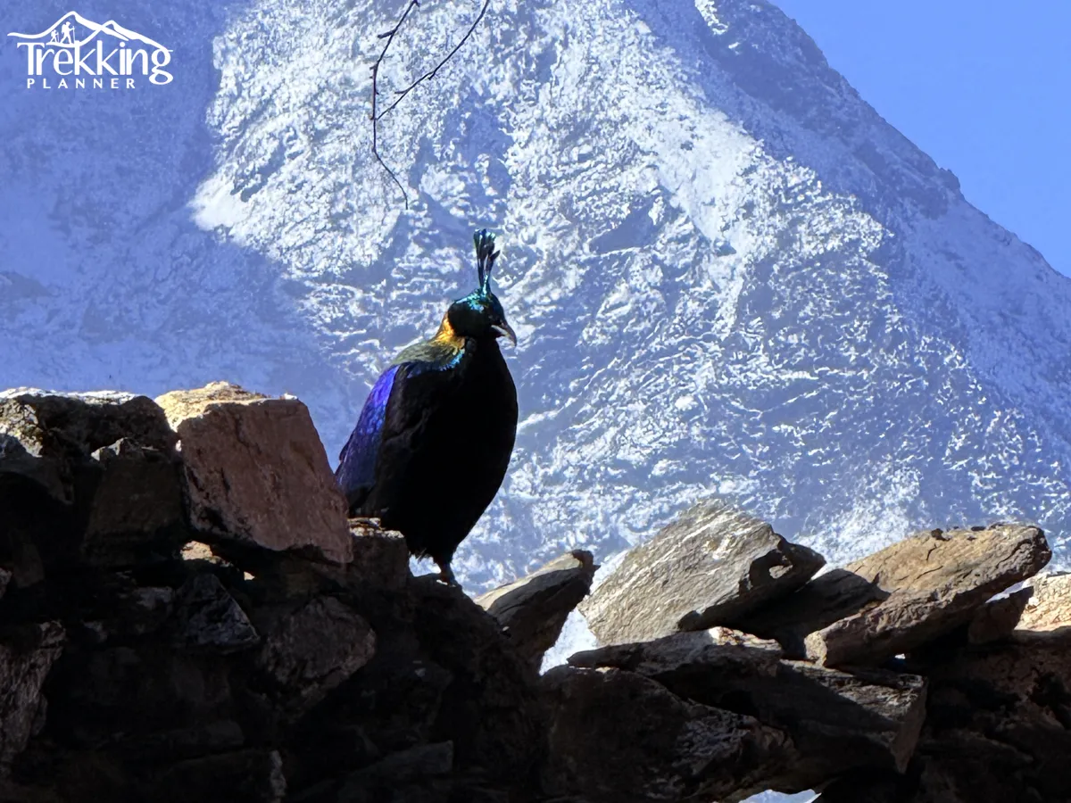 Couple exchanging vows during a Himalayan destination wedding at Everest Base Camp.