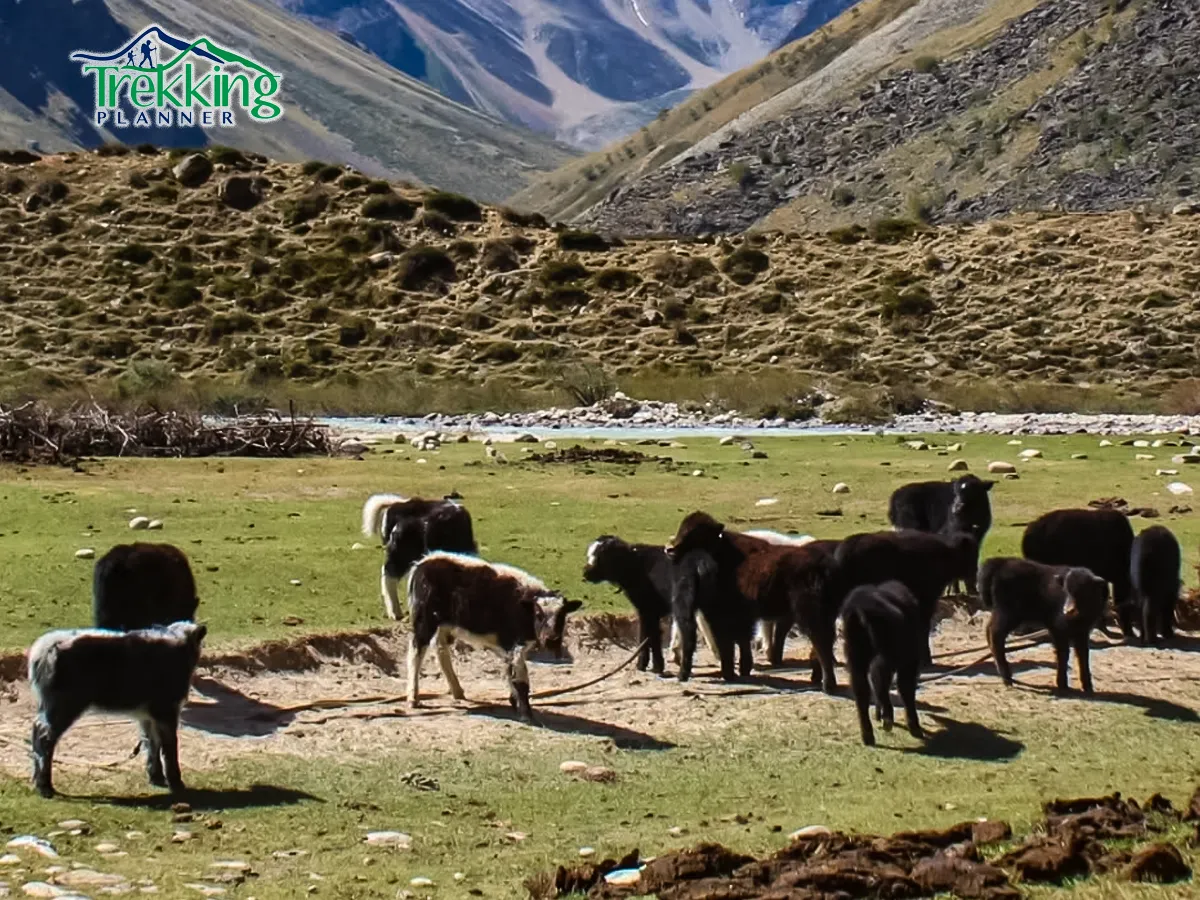 Trekking group crossing high-altitude terrain in Humla Limi Valley