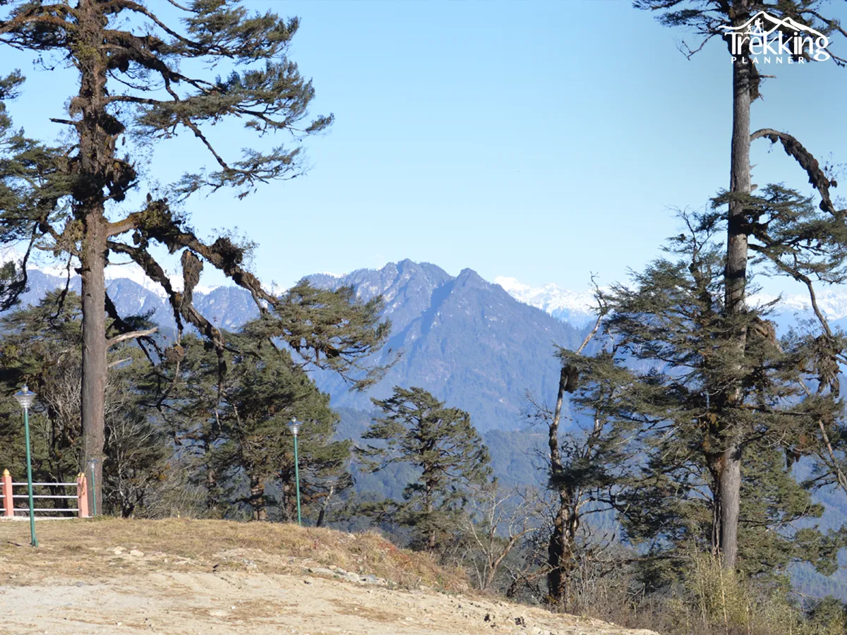 Scenic Himalayan forest along the Jomolhari Trekking route in Bhutan