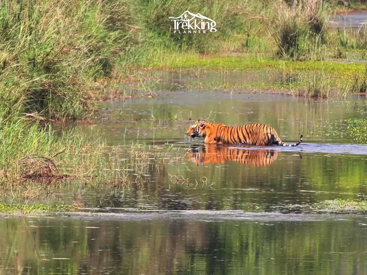 Jungle Safari in bardiya National park