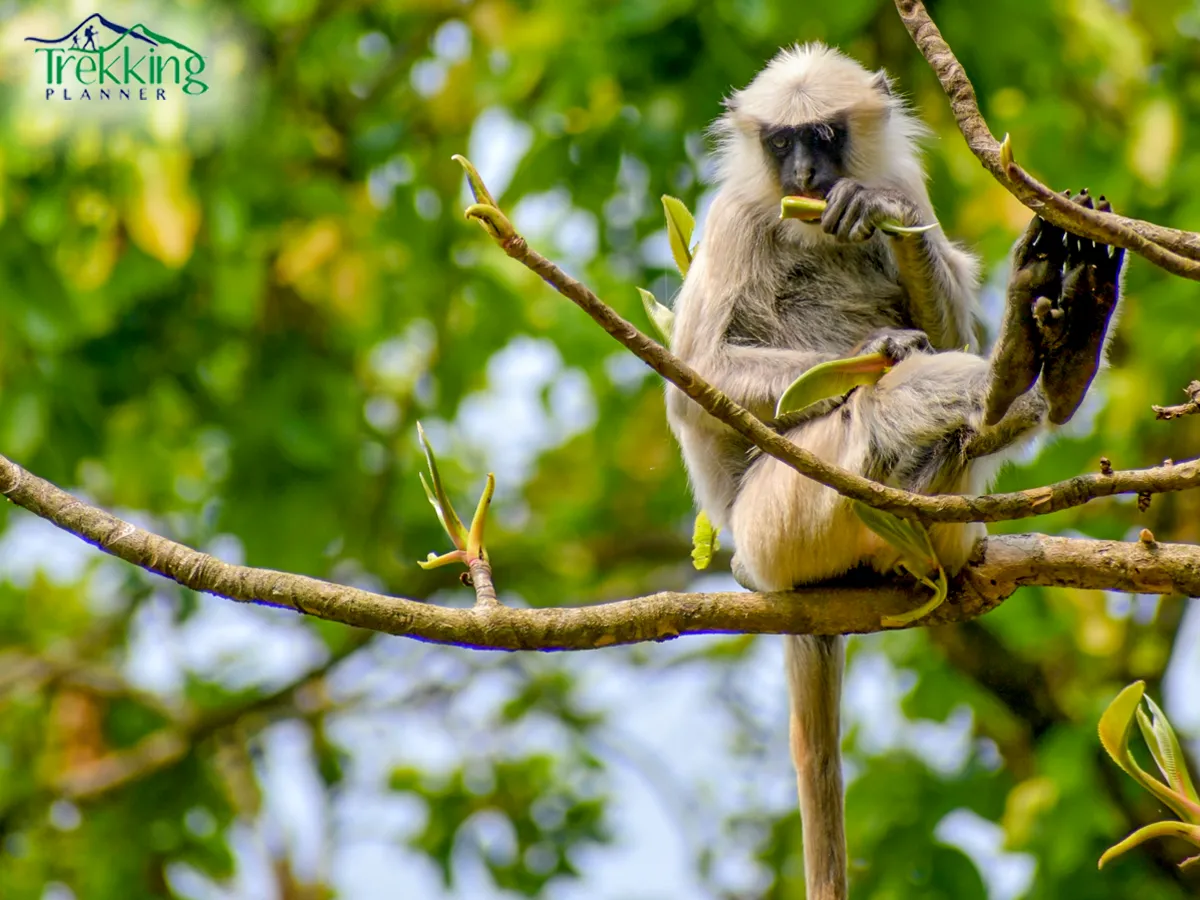 monkey siting on tree of Chitwan jungle safari tour Nepal