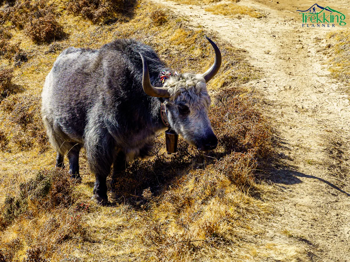 Scenic trekking trail through rugged terrain and alpine landscapes in Nar Phu Valley