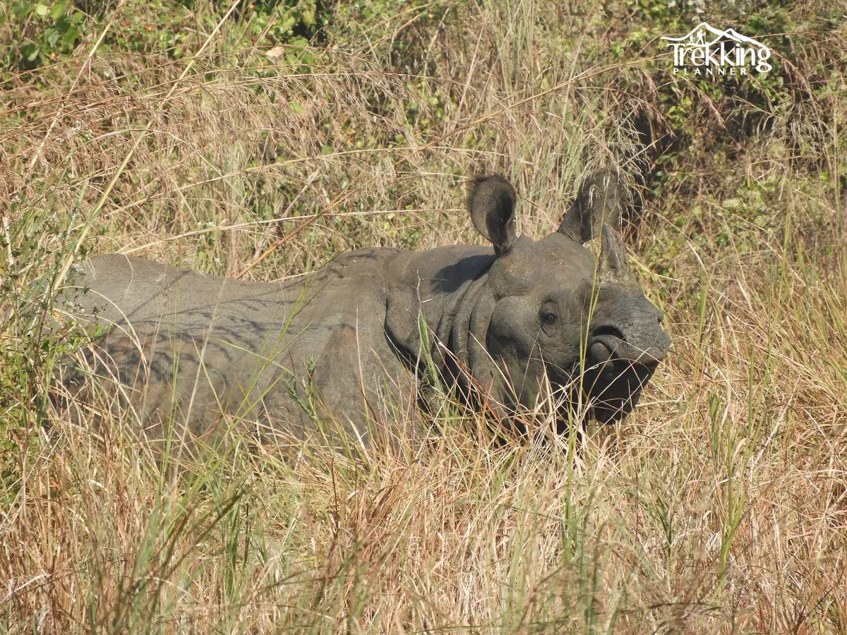 Rare one horned rhinoceros in Chitwan National Park grassland Nepal