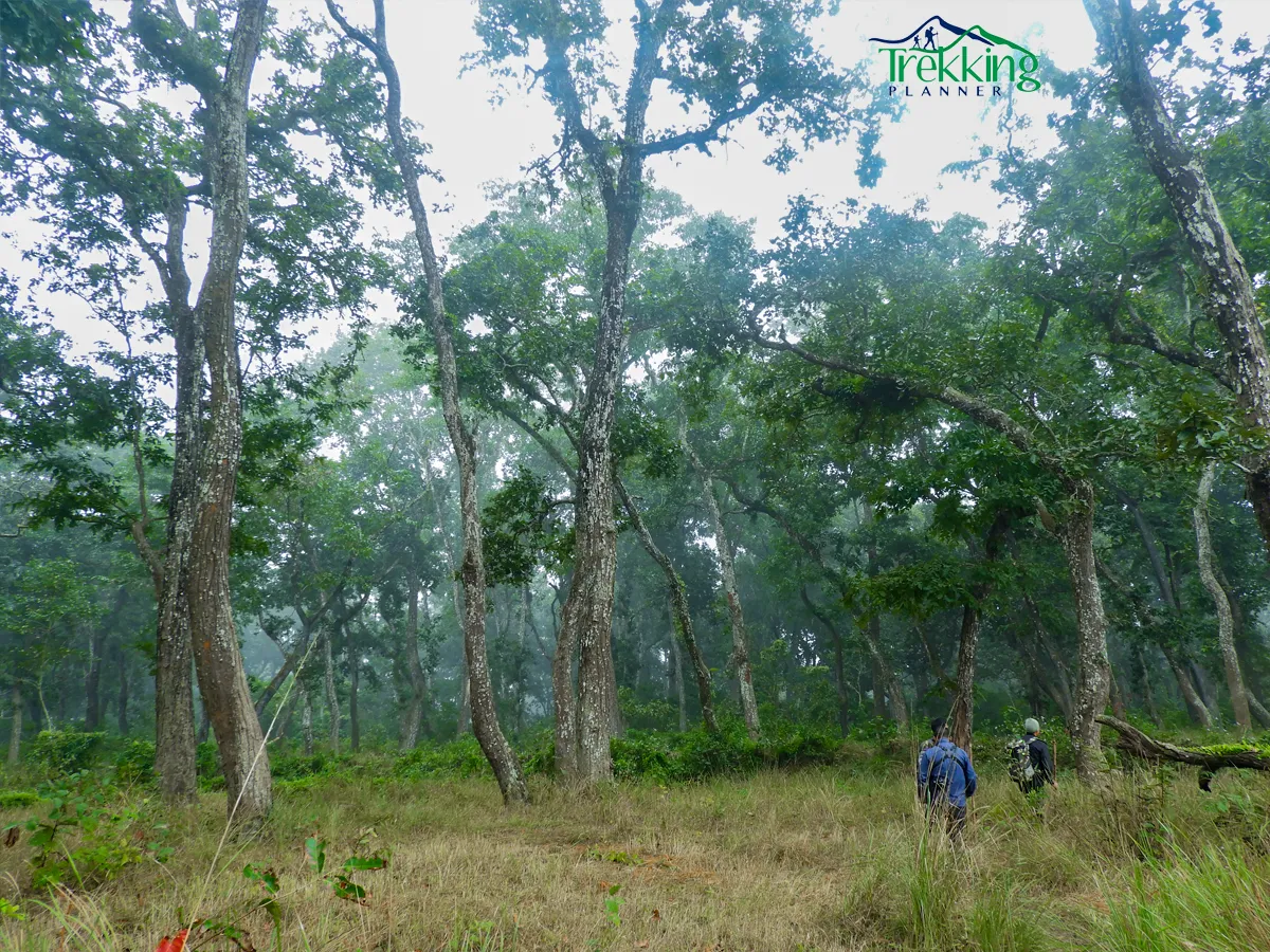 One-horned rhinoceros grazing inside Chitwan National Park, Nepal