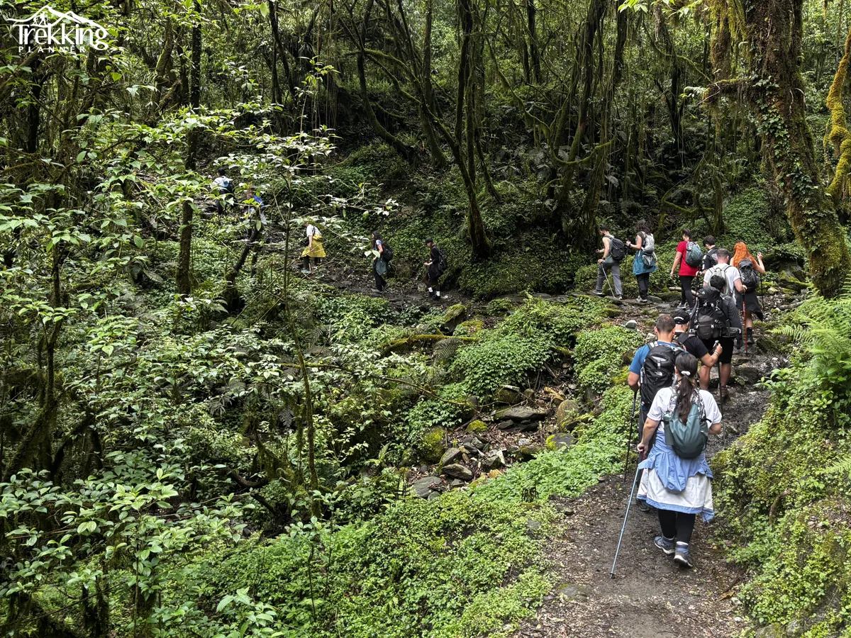 Trekkers walking through rhododendron forest trail on Ghorepani Poonhill Trekking route in Nepal
