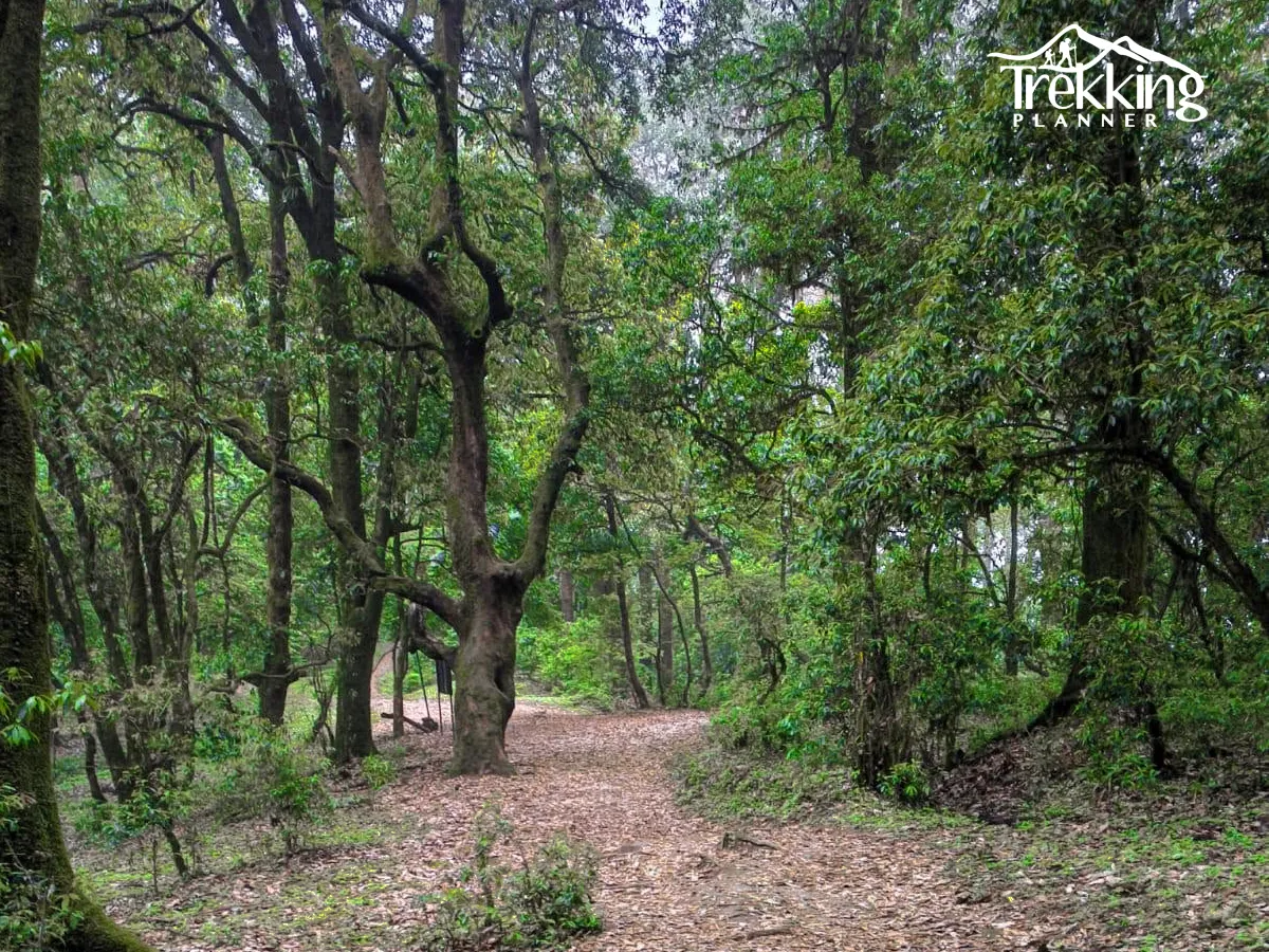 Yoga hiking wellness activity in lush forest of Shivapuri Hill Nepal with natural greenery