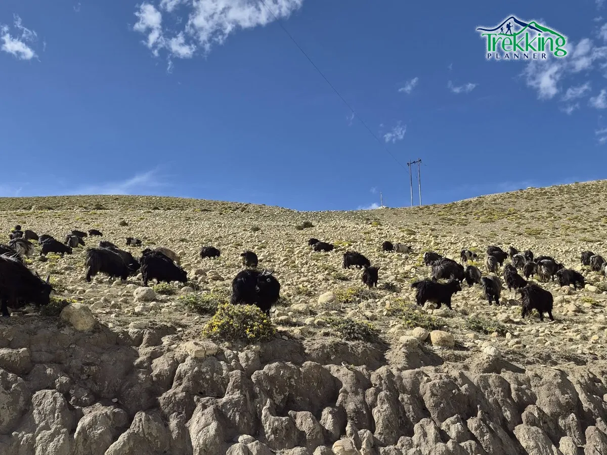 Trekking trail in Upper Mustang Nepal with desert mountains and blue sky
