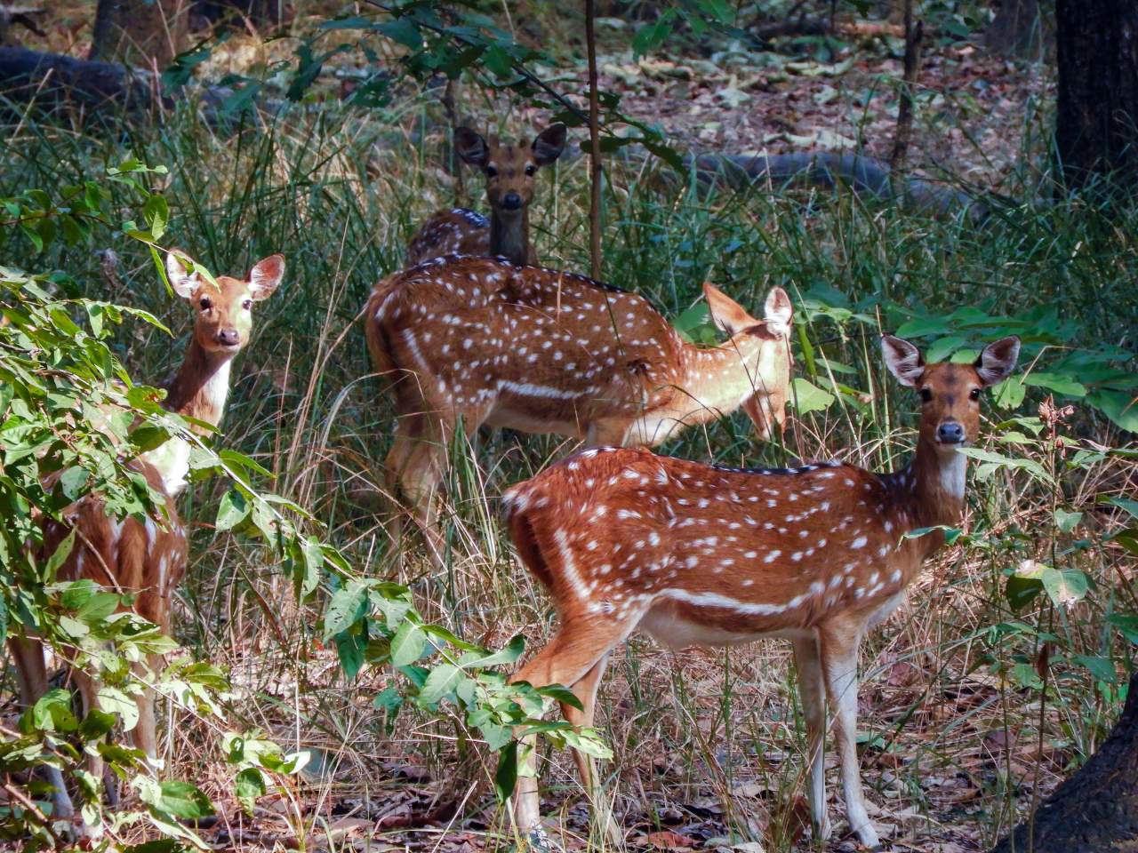 deer in bardia