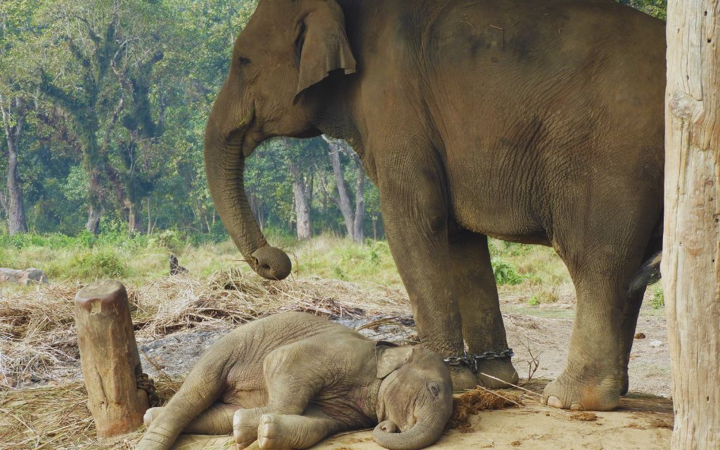 elephant at Chitwan national park