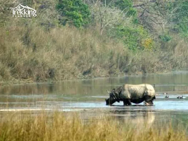 Elephant safari in dense forest of Bardiya National Park Nepal