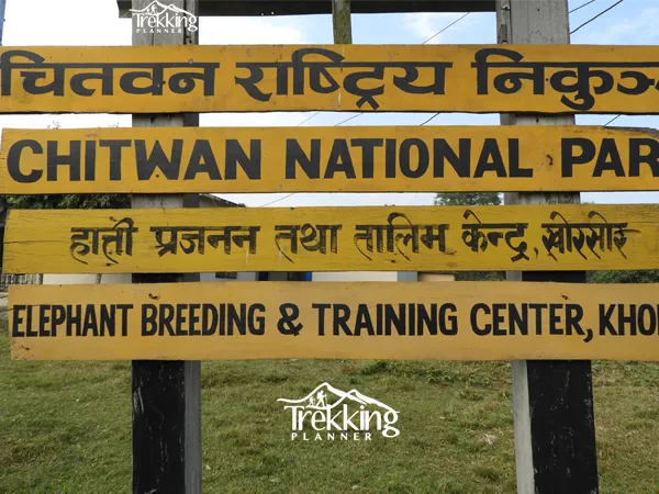 Bengal tiger roaming through the forests of Chitwan National Park