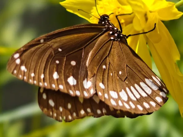 Brown butterfly perched on a yellow flower during butterfly watching in Nepal.