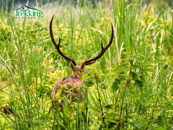 Chitwan National Park with Wild life Safari