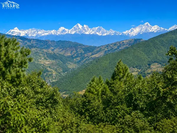 Himalayan Valley Panorama Framed By Pines 1