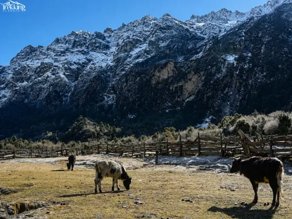 Mountain Pasture And Grazing Cattle