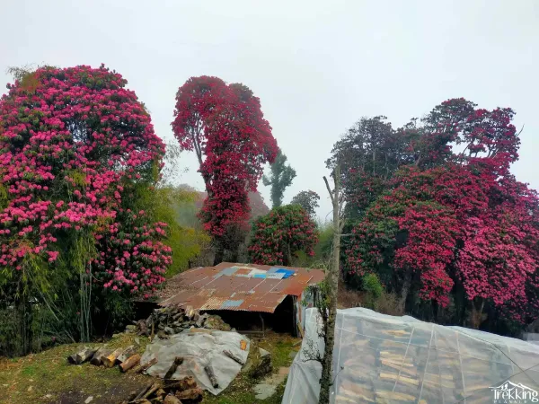 Rhododendron Flower From Poon Hill Trek