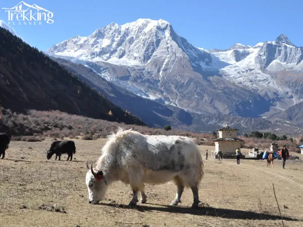 Yak Grazing On The Way To Manaslu Circuit