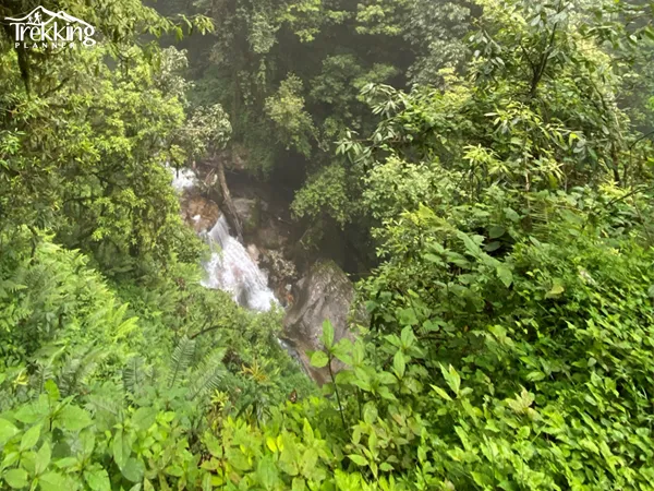 Trekking trail through blooming rhododendron forest on the Ghorepani Poon Hill Trek route in Nepal
