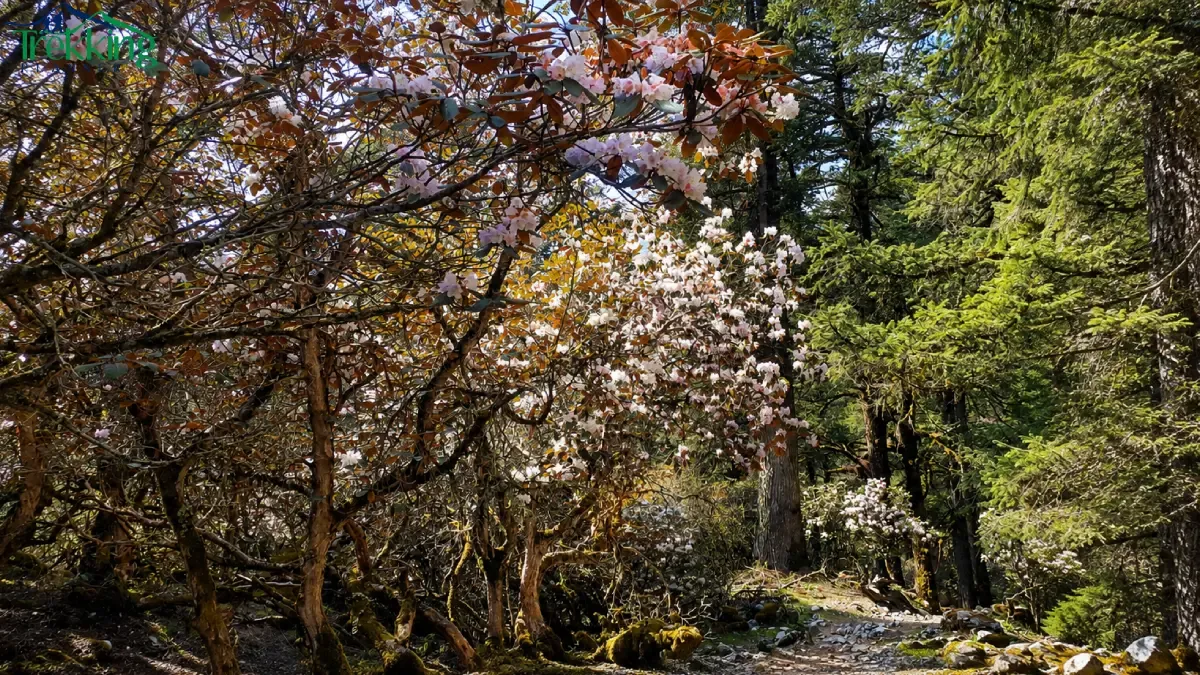 rhododendron-trail-through-the-forest